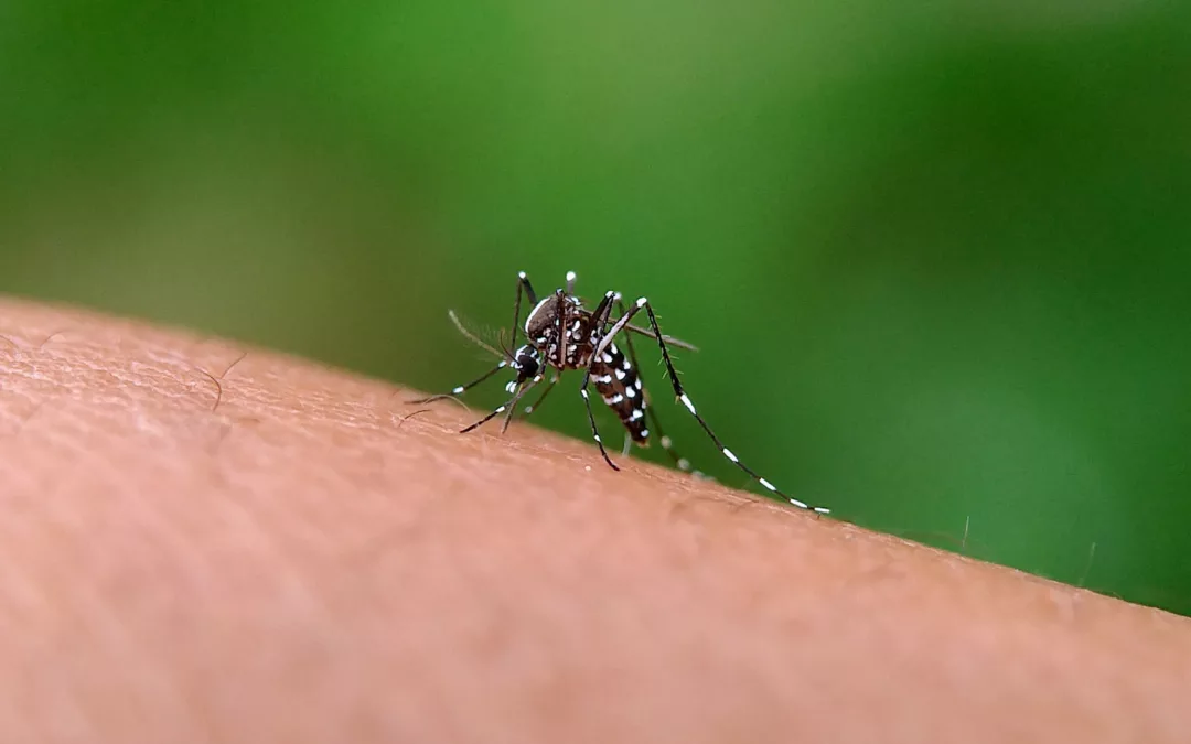Compreenda tudo sobre a Dengue