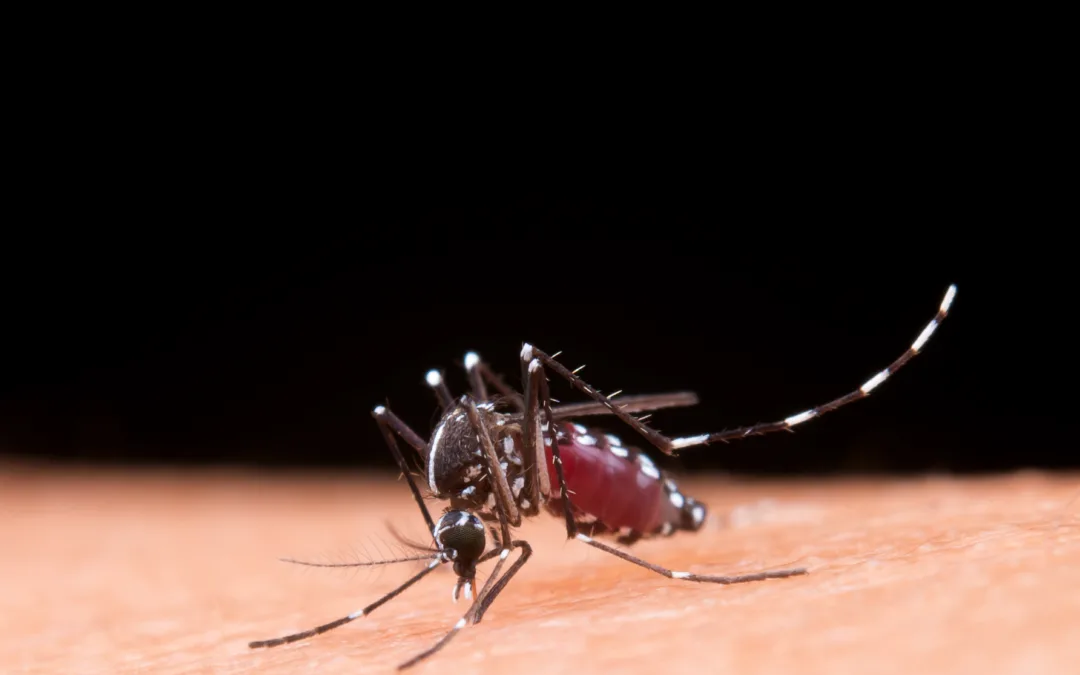Como se prevenir da febre amarela?
