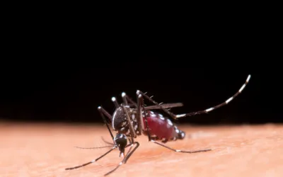 Como se prevenir da febre amarela?